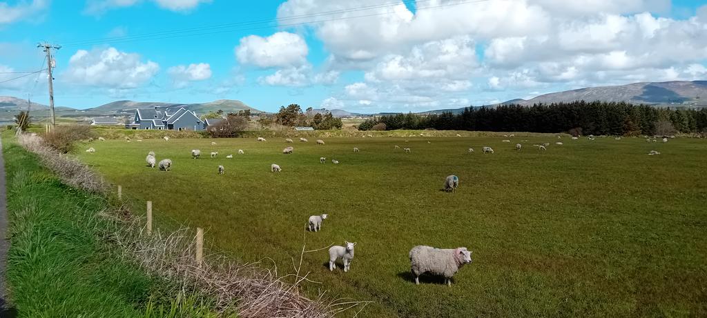 3 walks today so far. It's so nice I can't stay inside! 
Finally, I'm in to eat a snack....

Waterville,  County Kerry, Ireland today.