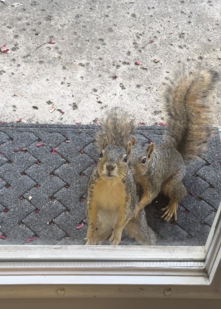 “I’m going to give you a lift, and you try to see where they keep the nuts!” #squirrelcafe ☕️🐿️ #siblings #squirrels #squirrelscrolling