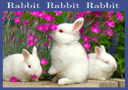 RABBIT RABBIT RABBIT!🐇🐰🐇
The 1st day of each month as soon as you wake up say 'Rabbit' out loud 3 times and you'll have good luck for the rest of the month! So they say! Not sure who 'they' are but I'll take all the luck I can get!!

#RabbitRabbitRabbit
#GoodLuck
#TwamilyTag
