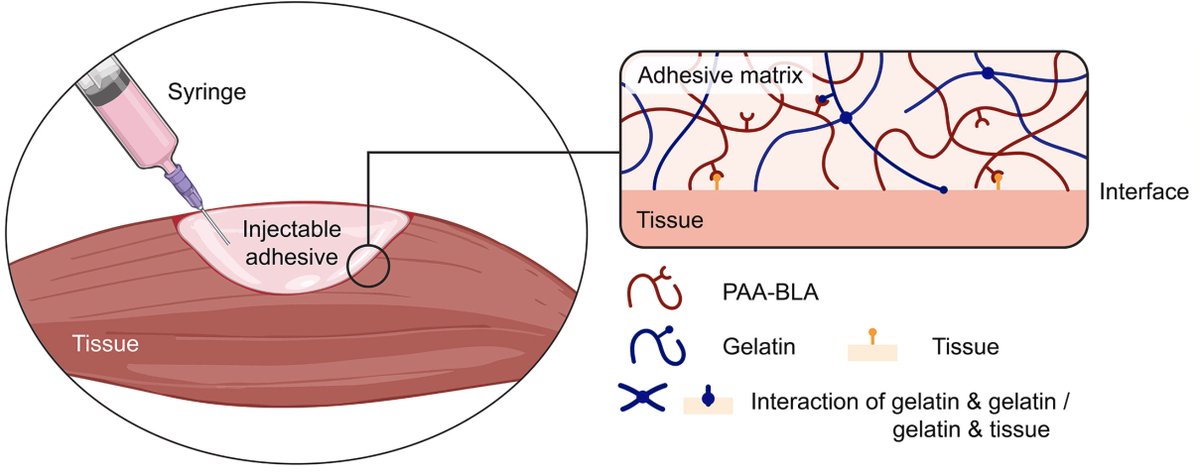 Excited to share our latest work on a viscoelastic hydrogel with adhesive functions for healing large muscle injuries. Thanks for all the support from my advisor, David Mooney, co-first author @JunzheLou, and co-authors. sciencedirect.com/science/articl…