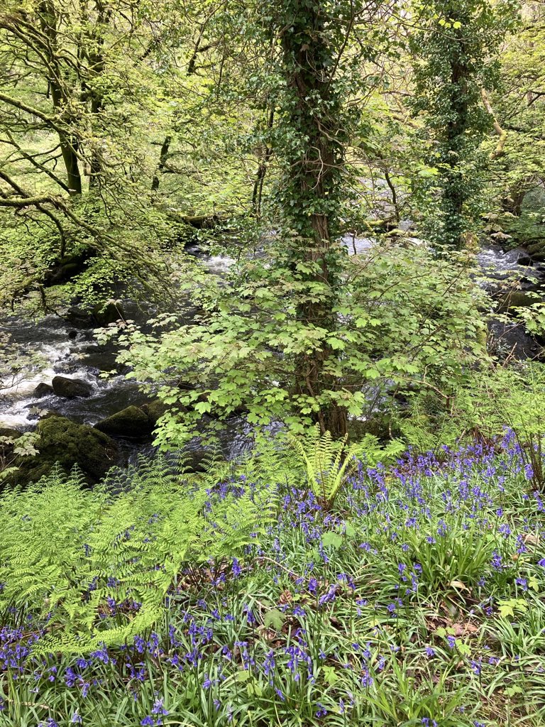 Bluebells by the Dwyvor today