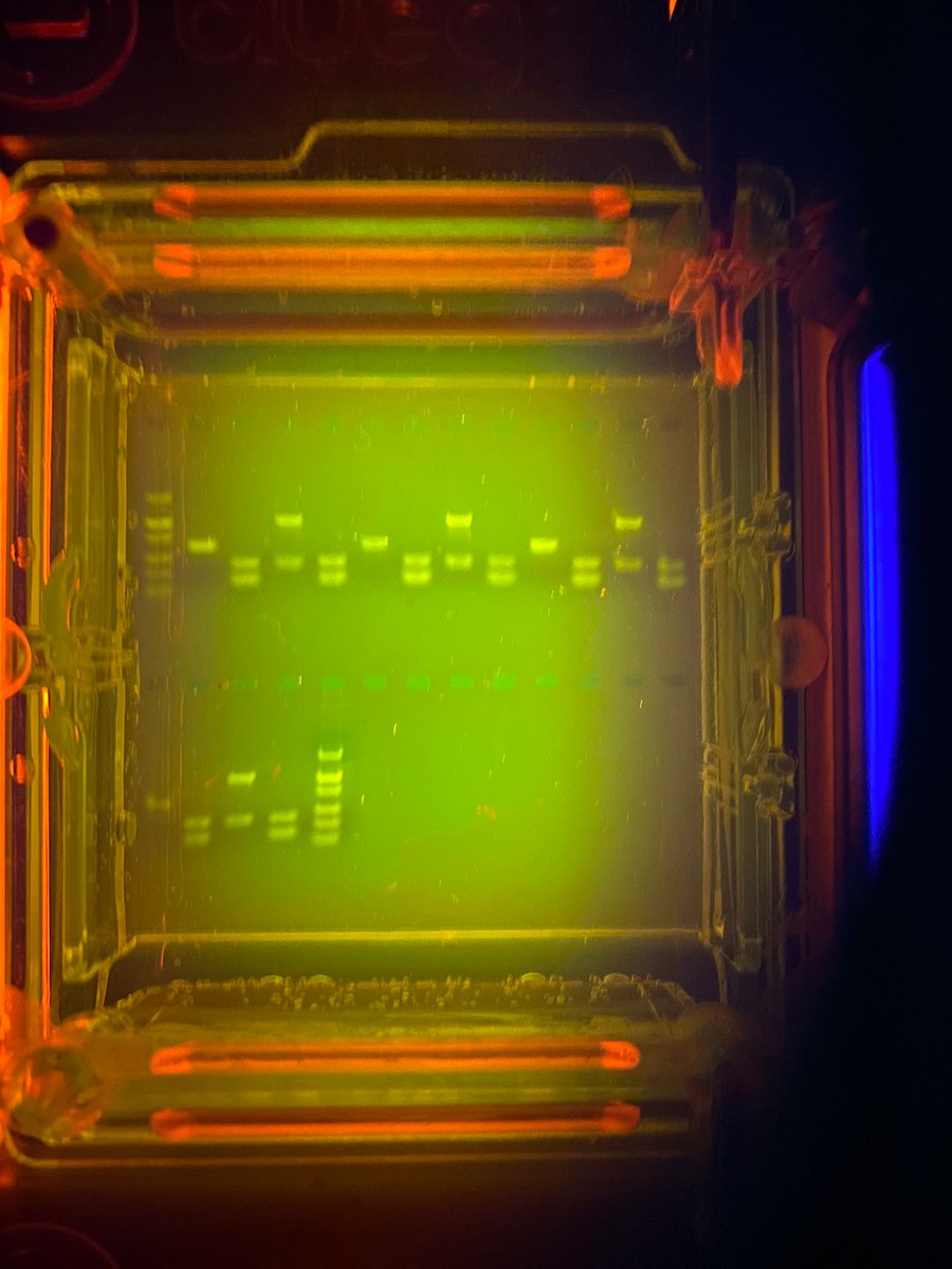 Fantastic to have Dr Preston from <a href="/UniofBath/">University of Bath</a> with our yr 13 biologists today looking at genetics and PCR wih some great hands-on learning! <a href="/ClevedonSchool/">Clevedon School</a>. Looking forward to arranging more visits and for our students to learn from his expertise!