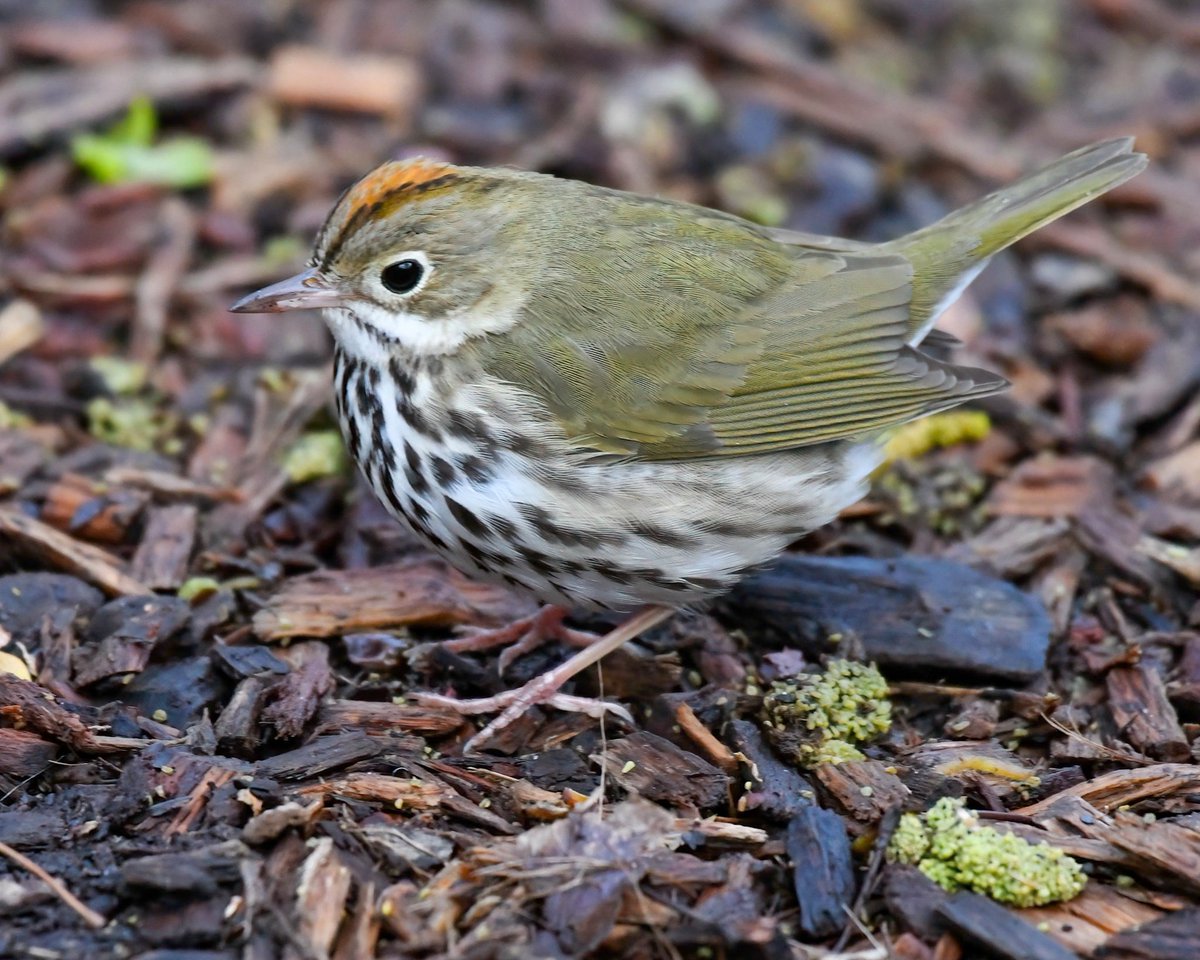 I present to you objectively one of best birds we get in NYC for migration: Ovenbird! ✅️ Bold confident strut ✅️ Mohawk ✅️ Song 100% guaranteed to lift spirits ✅️ Chubby, almost perfect spherical shape = 😍 We get them in abundance &we are so lucky to host them!