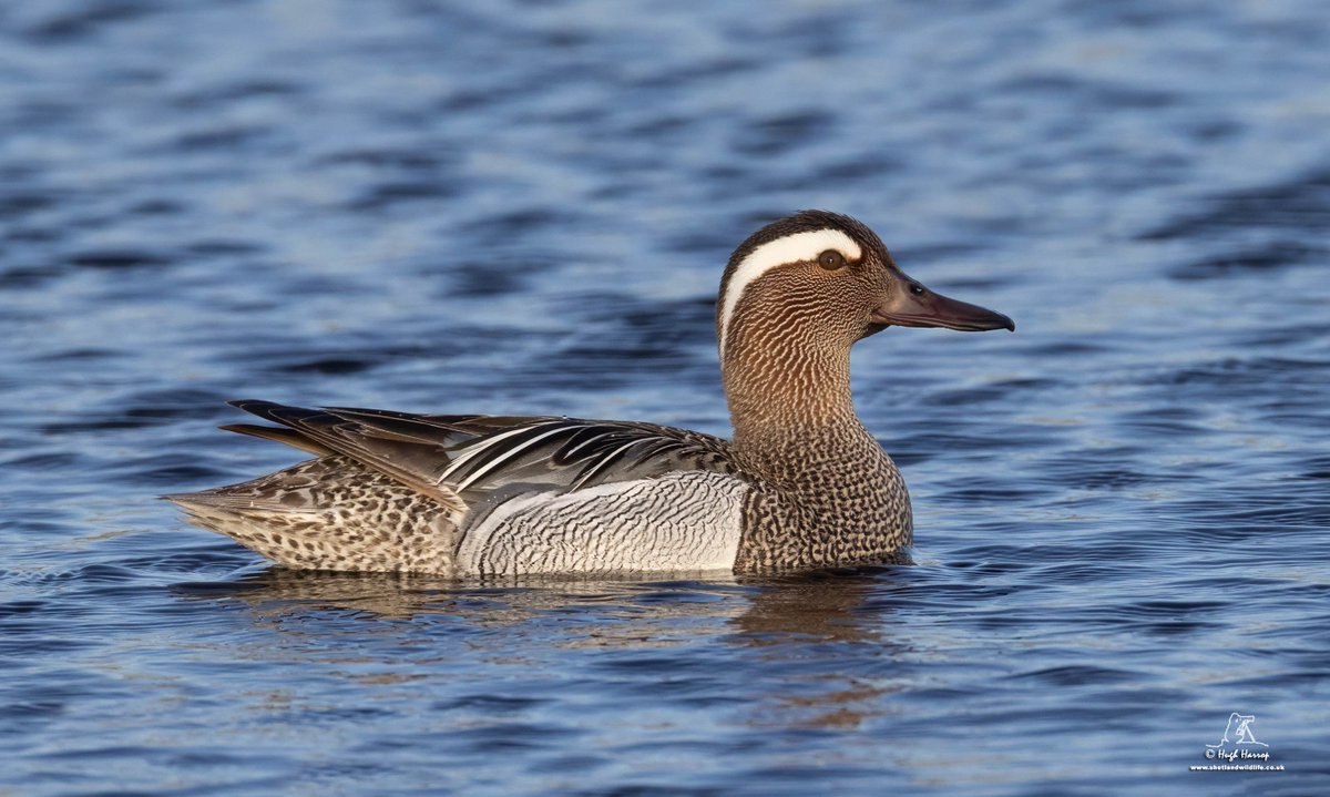 Lovely views of this beautiful drake Garganey at Grutness, Shetland yesterday evening. The soft evening light really brought out those intricate neck markings. Stunning!