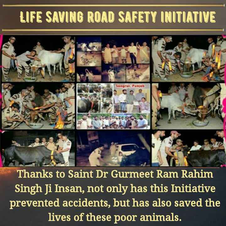 Animals are the beautiful creatures of our environment. To save their lives Saint Dr Gurmeet Ram Rahim Singh Ji Insan inspires all people to #SafeRoadSaveLives many Dera Sacha Sauda volunteers have saved animals's lives till now.