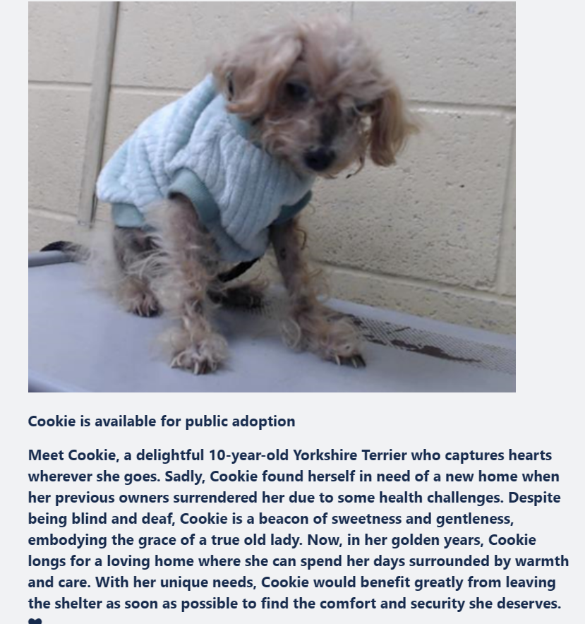 🆘💔🆘Downey #California ACC has sent out a medical plea for senior Yorkshire Terrier COOKIE. No shelter med history yet - just the description on the plea ⬇️She needs a vet visit to address her coat/skin issues, a good grooming, good food & TLC ASAP. Please share🙏 #A5622192