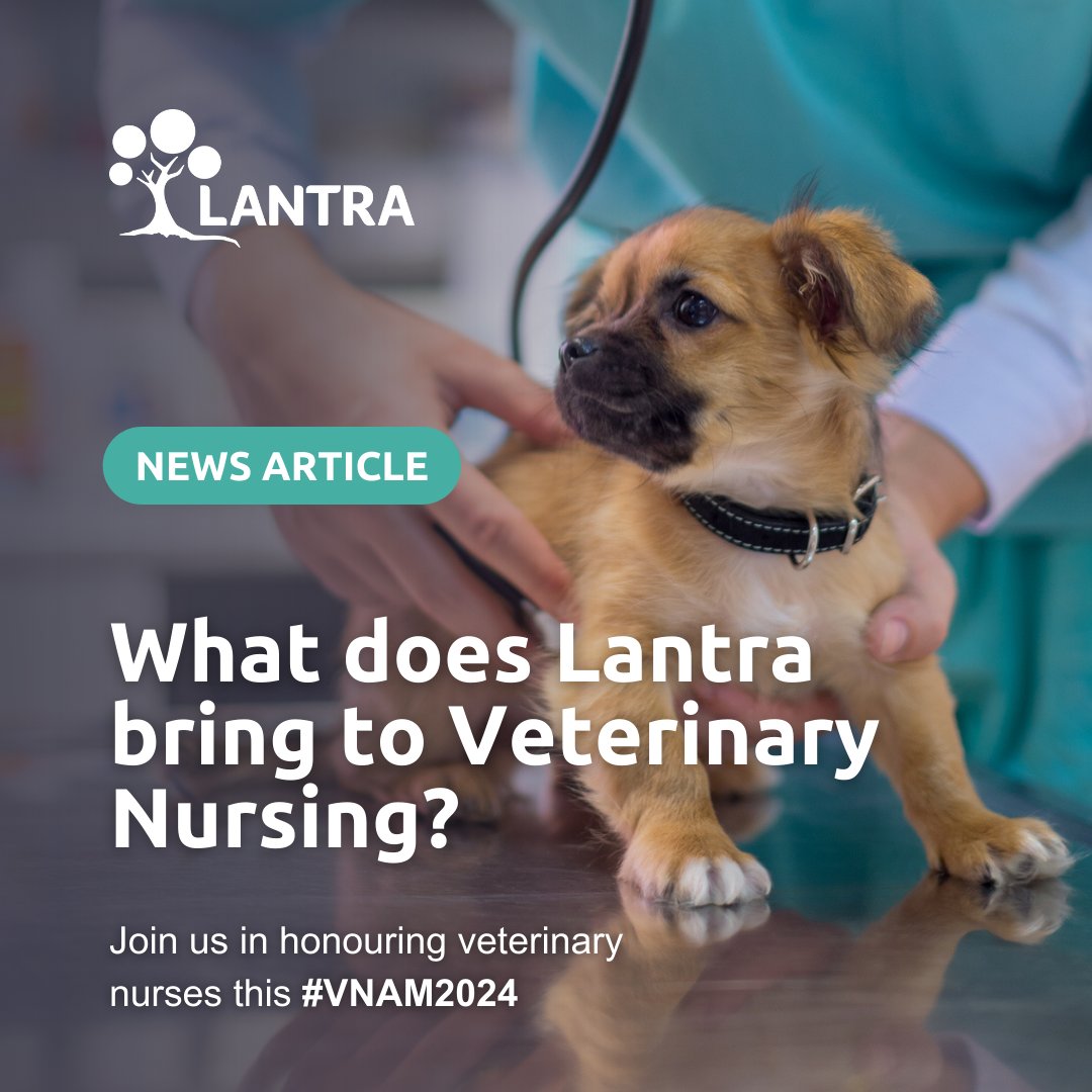 Happy Veterinary Nursing Awareness Month! 🐾 We're proud to support the development of #veterinarynursing through our training programs and resources. 🩺 Check out our article to learn more about what Lantra brings to veterinary nursing: bit.ly/4a2rFYj #VNAM2024