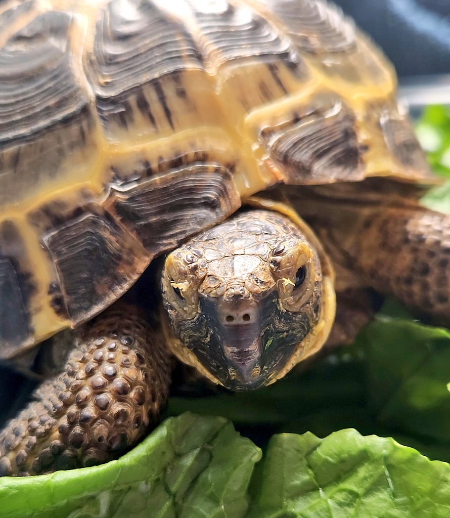 Eyebrow Shedding #TurtlePower