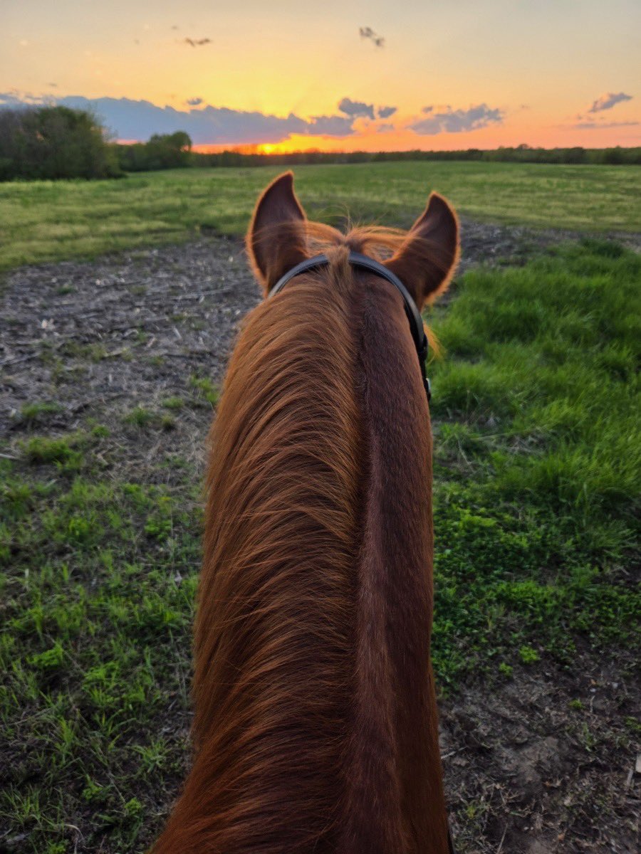 At the last meeting of the Board of Police Commissioners, the former mounted patrol and their visits to community events came up. Getting a “Where are they now” answer, I’ve been sent a photo of one of our equine retirees. Like me, he appears to love good Middle American sunsets