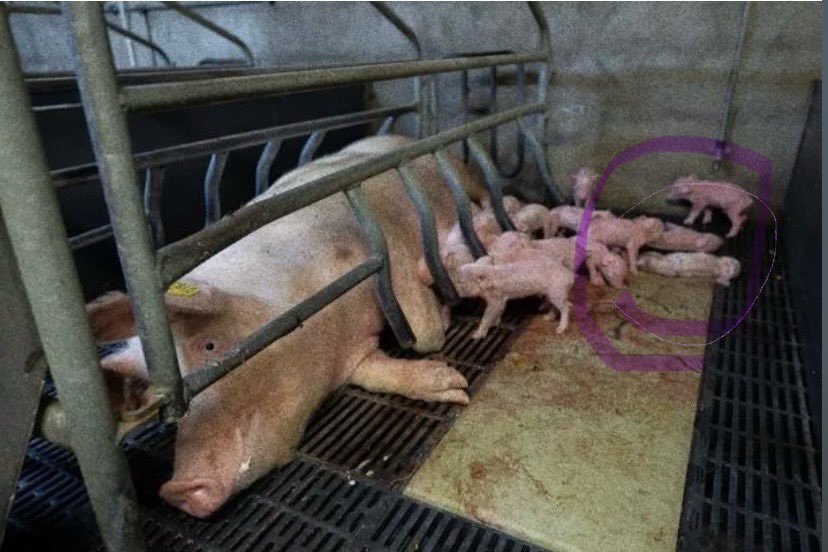 @Bordbia  quality assured farms, it is a living hell for pigs from the minute they are born until they are gassed to death. Farrowing crates mean the mother sow cannot move for weeks even months on end. Piglets have their tails cut & their teeth pulled. #endfactoryfarming #pigs