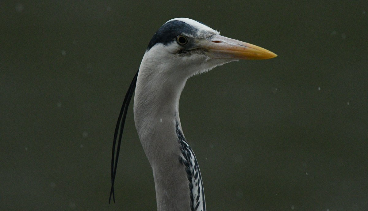 Dark, wet afternoon in Richmond (yes, raindrops on my UV filter) but still the @TotallyRichmond heron is waiting for his afternoon feed... @every_heron #heron #birdphotography #Nikon