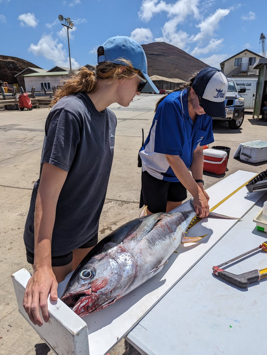 #WorldTunaDay Yellowfin tuna are one of the most common species we sample at Georgetown Pierhead. Data will provide us with info on their growth rate, sexual maturity, genetics and diet.
Learn more about this species here: ascension.gov.ac/nature-notes-y…
#smallislandBIGVISION
📷: LW