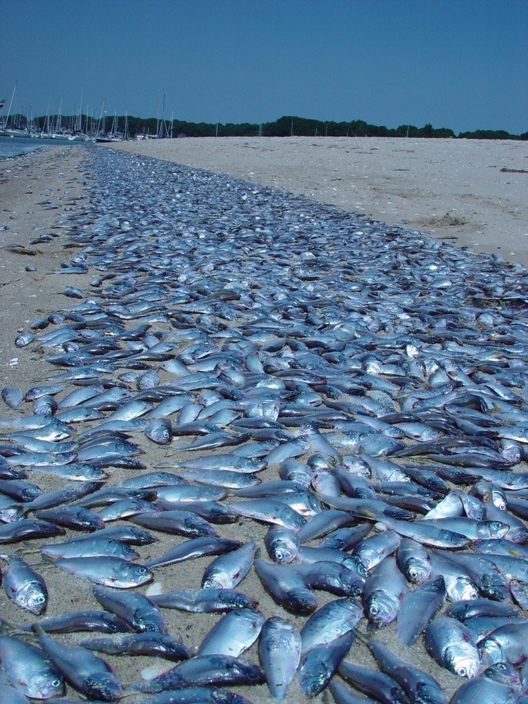 👂🏼LISTEN! ⤵️ “Research is needed to establish ecological management of menhaden” (T4/30 • 18m) @ChrisMacaluso3, Dir of the Center for Marine Fisheries, joins Newell to discuss the study being released on the “bycatch” of the menhaden industry. audacy.com/podcast/newell… @WWLAMFM