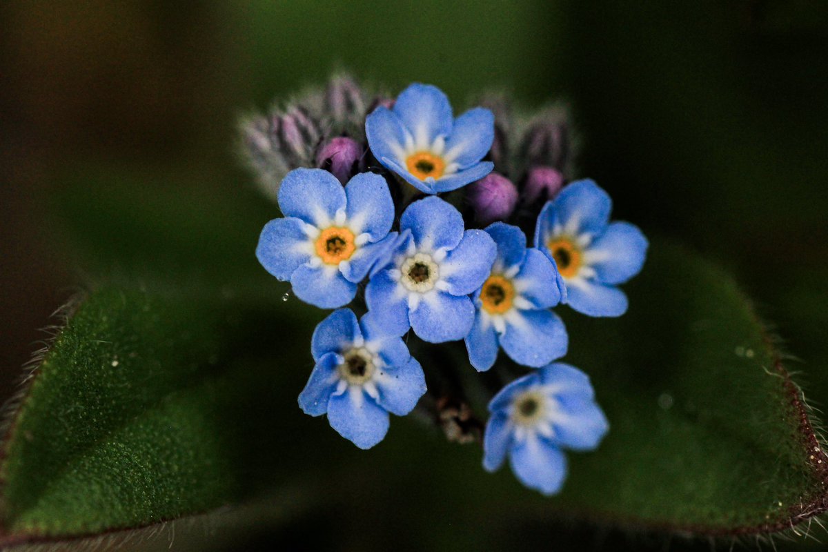 Tiny, tiny Forget-me-nots.

#macro #photography #Flowers