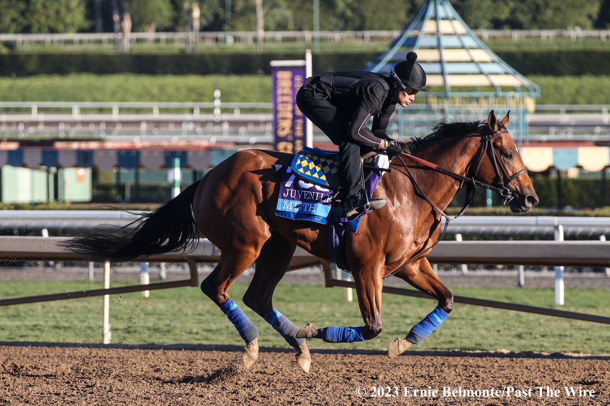 Muth worked 6-furlongs in 1:12.4 at @santaanitapark Sunday for trainer Bob Baffert. 2/7. The G1 Arkansas Derby winner is being pointed to the G1 Preakness at @PimlicoRC May 18th

📸 @ErnieBPhoto93