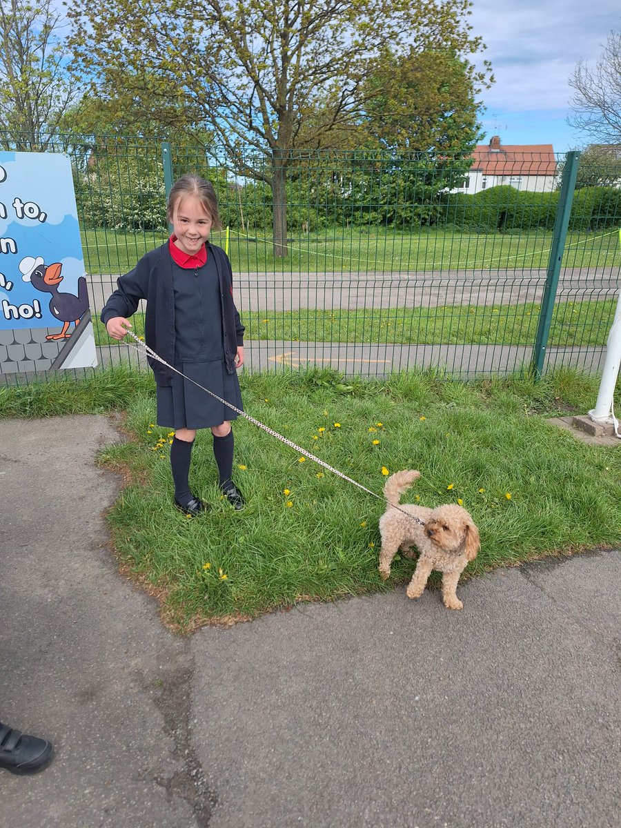 Braf oedd cael gweld Nel, ein Ci therapi, heddiw. Pawb wedi dotio. Seibiant bach iti rwan Nel! Lovely to see Nel, our therapy dog, today. Everyone were overjoyed. Little rest for you now Nel. @DenbighshireCC @SISirDdinbych @MIDinbych @rjournal #cilles #llesgwerinllysagored