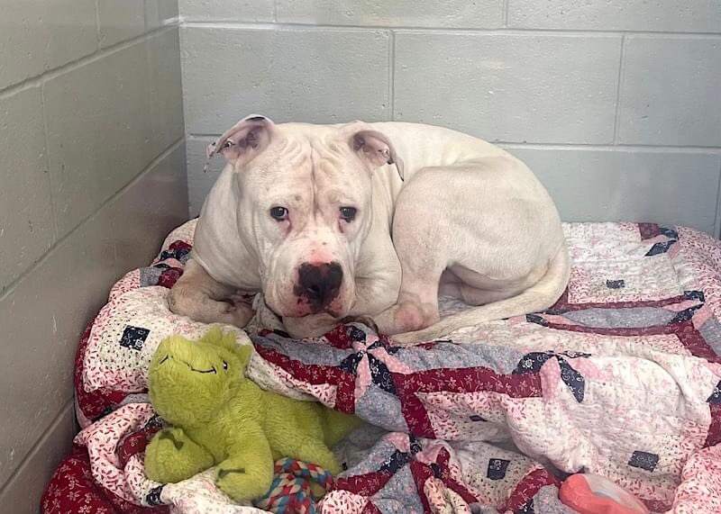 When heroes fall🔥 I am livid! #Deaf #NYCACC #193122 Bolt needs a miracle He is confused, at 2yrs never taught hand signals. He is lost No kind voice to ease his stress He sits in a cage, no walks Waiting to be killed If you are experienced Want 2 B a Hero Help Bolt