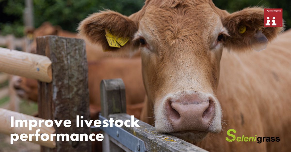 Selenium is an essential livestock nutrient Selenium deficiency can lead to: ❌ Infertility ❌ White muscle disease ❌ Retained placenta Read more : bit.ly/4cgI1P7 #Grassland #Nutrition #Livestock