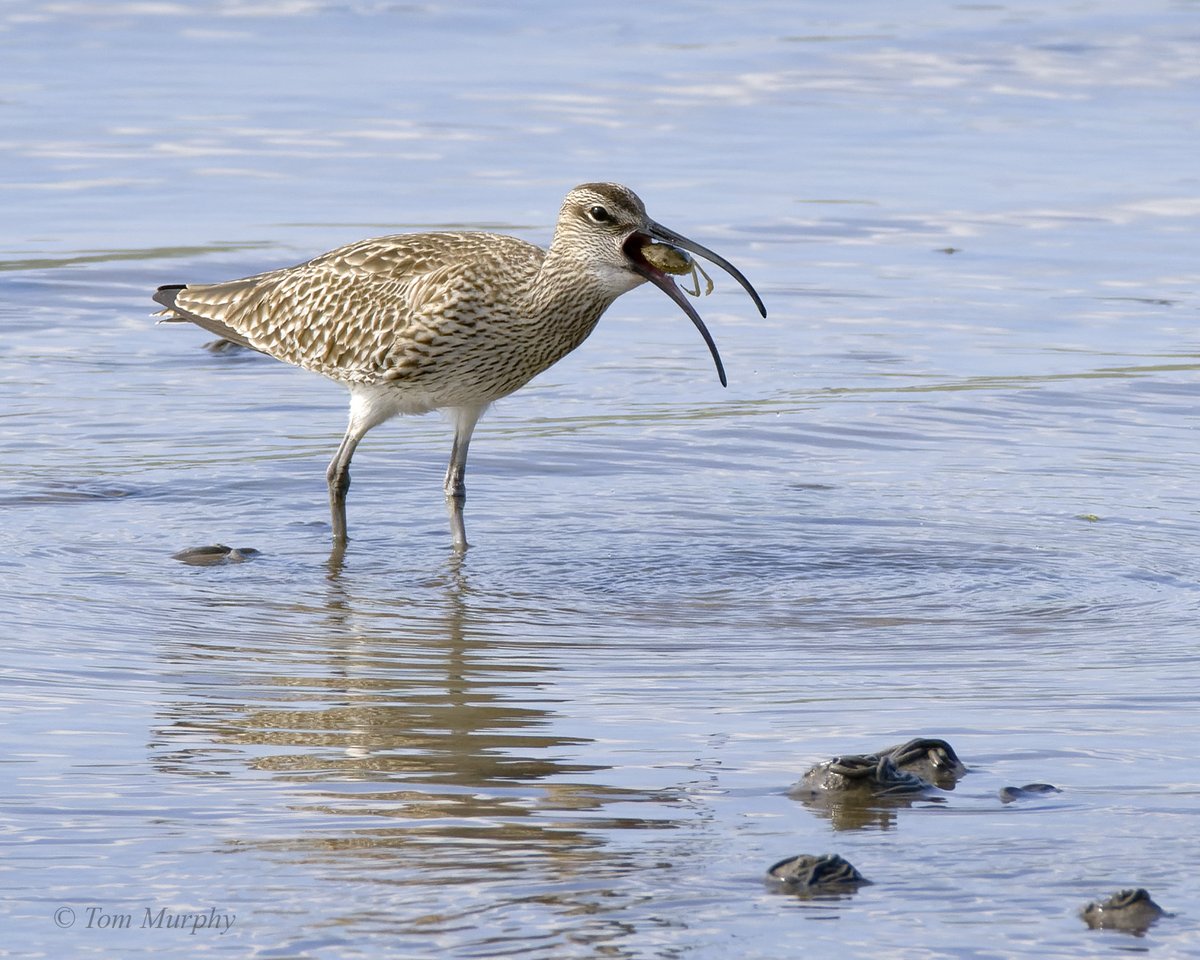 Western Bay Whimbrel with breakfast!