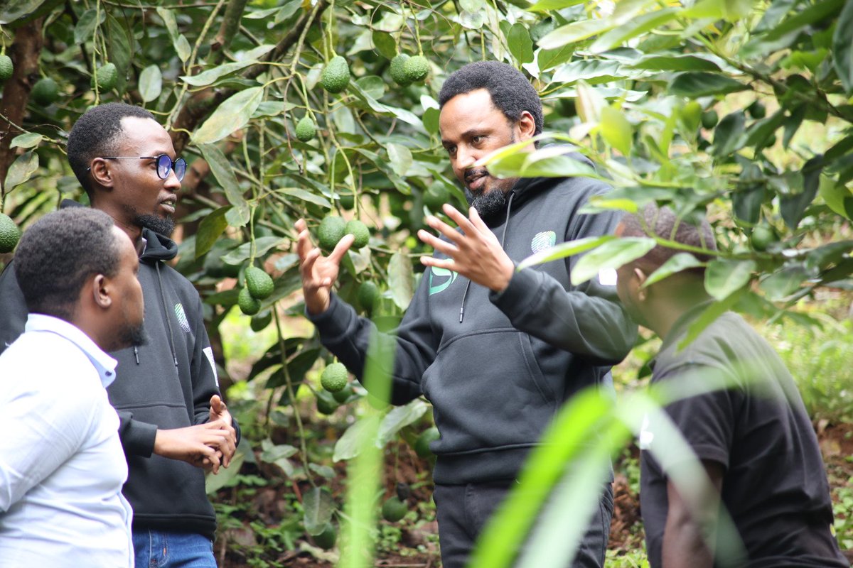 Today, I participated in the #OneMillionAvocadoes initiative in Mataaara, Gatundu North, Kiambu County. A group of youths is leveraging Blockchain technology to ensure avocado traceability in the supply chain and provide capital influx for farmers. This marks the first time in…
