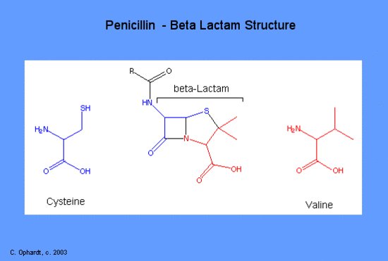 ⚠️ Which of the following is NOT a beta-lactam antibiotic?

A. Penicillin
B. Cephalosporin
C. Vancomycin
D. Carbapenem

📝 COMMENT down the RIGHT ANSWER below

#MedEd #MedX #MedTwitter #medquiz #QuizTime #QuizOfTheDay
#antibiotics #IDTwitter #IDPearls #penicillins