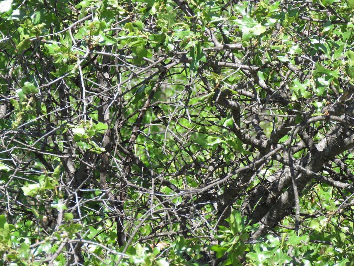 In case you can’t get outside today, here’s some armchair birding for you. I promise there’s a bird in here. In fact, it’s a special one and was a listed Endangered Species for 20 years. This pic nicely (lol) captures its preferred habitat: scrub oak in the south-central U.S.