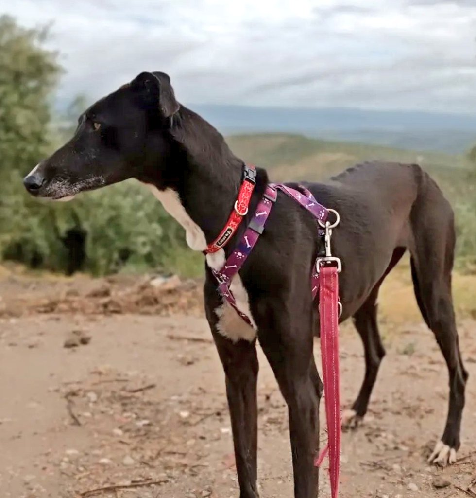 #Jaén Mora no corre lo suficiente. Y eso le ha salvado la vida. Una galgo bellísima, pequeñita, dulce, apta con perros. #AdoptaNoCompres ☎️ Whats 744717753