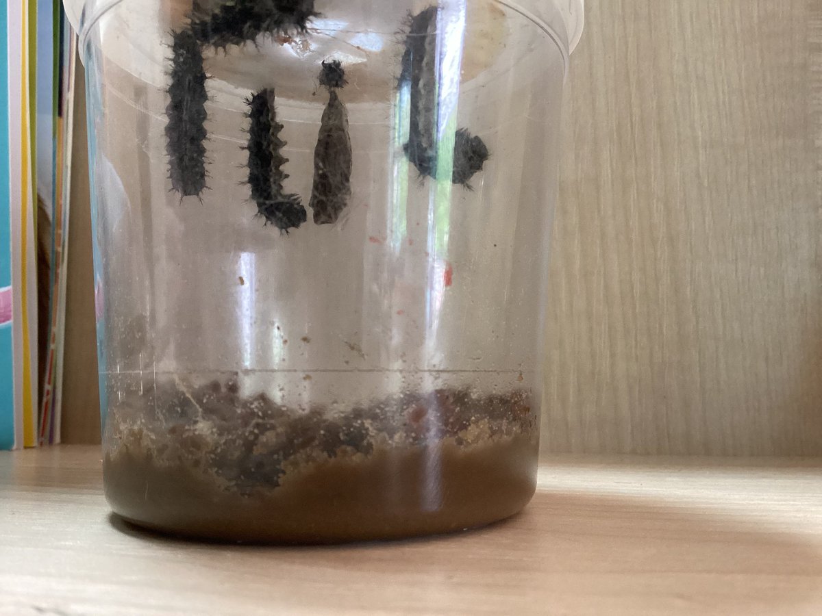 It was an exciting day in Owl Class as we watched our first caterpillar 🐛 spin their cocoon. The little caterpillar worked tirelessly through the day and we got to witness the wonder of nature. We are awarding our caterpillar this week’s resilience award. #EYFS #science #wonder