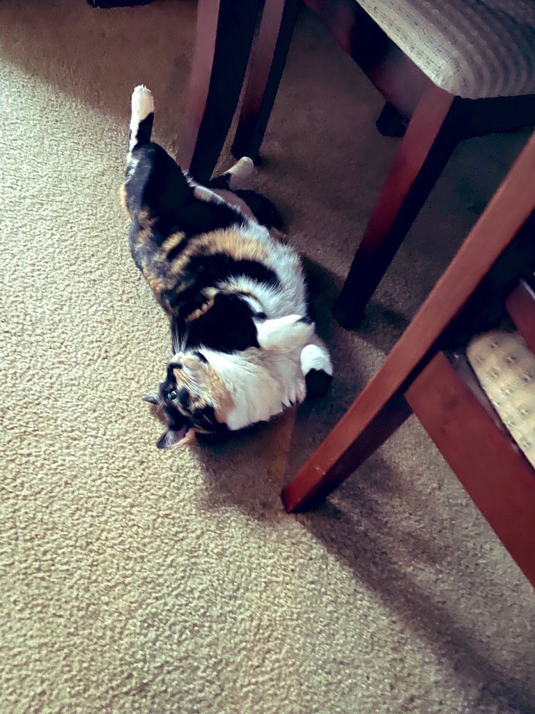 I starving and I’m melting 🥵 Florida heat is 🔥 mom says. I have low energy and AC. Candie💕🐾💕🐾 #CatsOnX #CatsOnTwitter #CatsOfTwitter #CatOfX