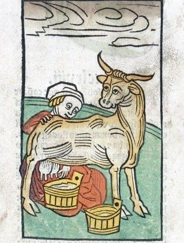 #MayDay May in Old English was Þrimilce-mōnaþ 'Month of Three Milkings' when the beasts were so well fed they could be milked three times a day. (All was seasonal and dairy beasts were 'dry' over winter.) [Image is from a 16th-C woodcut but I can find no further info]