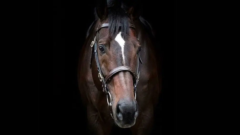 Redemption Day is a new Grade 1 scorer for Blue Bresil with a ready win in the Punchestown Champion Bumper. The gelding was bred by David Futter and Will Kinsey out of the unraced Astarabad mare Cutielilou, a sister to Champion Bumper winner Cheltenian. He sold to Donnchadh…