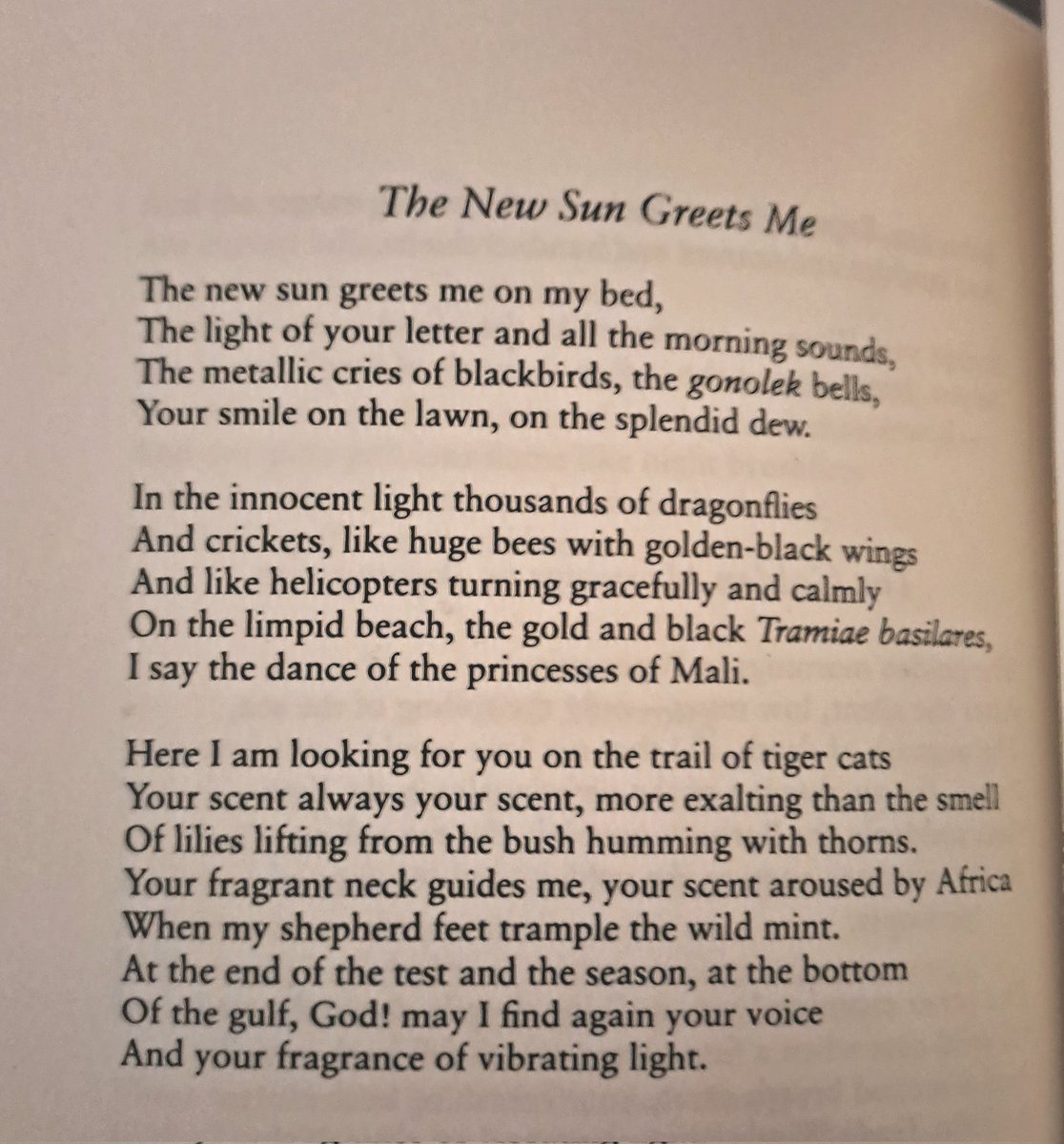 Found this gem in a second hand bookshop today. 'Here I am looking for you on the trail of tiger cats, your scent always your scent, more exalting than the smell of lilies lifting from the bush, humming with thorns'🐝 #Senghor #EcoPoetry