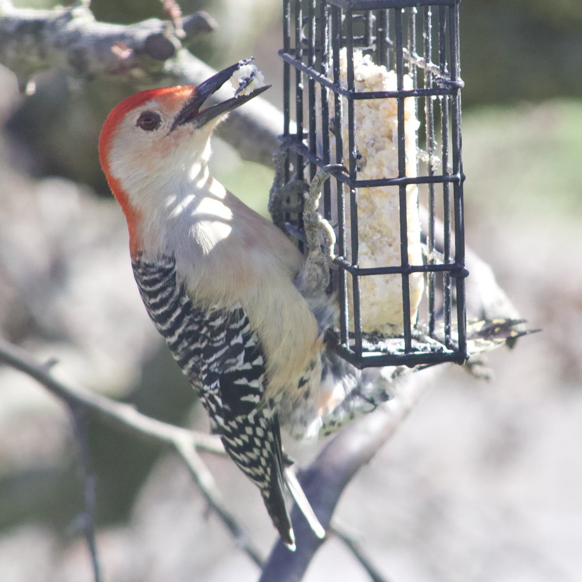 Woo-hoo it’s #WoodpeckerWednesday & this male red bellied has a chunk of suet with a sunflower seed in it!