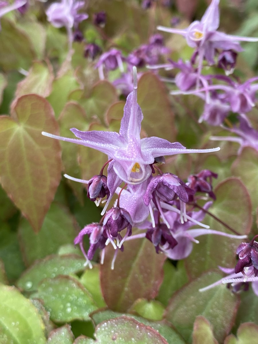 #WhatsBloomingWednesday Epimedium 🌸 A charming garden beauty that maintains great landscape value from spring through fall. Hardy perennials, Epimedium flowers in the middle of spring, while mats of cordate leaves persist until winter. toledozoo.org/gardens