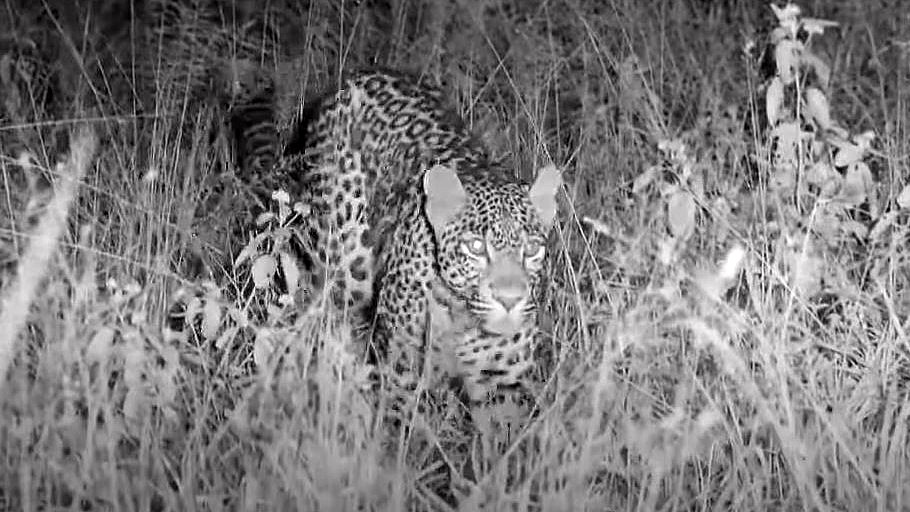 Tlalamba on the move #wildearth