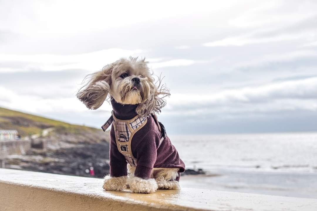 A reminder that starting today, dogs are not permitted on some of our beaches. But fear not! Nine of our beaches remain dog-friendly throughout the year. Find all the details here: visitthevale.com/see-do/dog-fri… 📸: @archielhasa