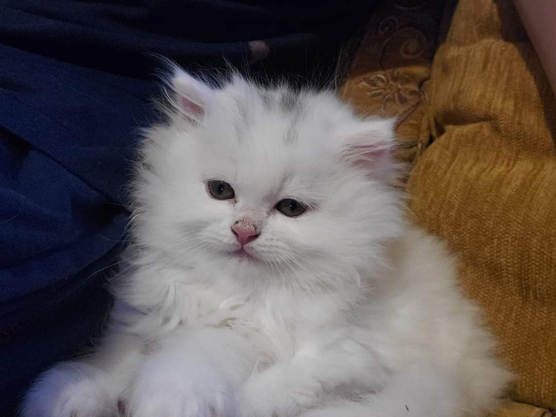 الفقدان ذا ابشع وأكثر شعور مؤذي في الحياة ولو في أمنية واحدة صادقة وحقيقية ممكن أتمناها بتكون ضمان استمرارية كل الناس والحاجات القريبة لقلبي للأبد.
بس للأسف مافي أي حاجة مضمونة.💙!!