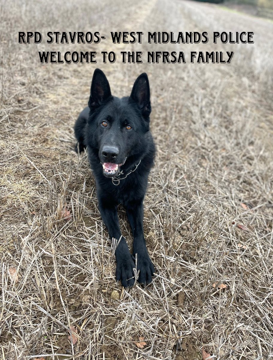 Introducing the dashing RPD Stavros from @WMPDogs has just become a member of the NFRSA.

PD Stavros served with @WMPolice as General Purpose and then Firearms Support dog for 9 years. 

He lived to be a Police Dog and still does, even though retired to his handler at home!

With…