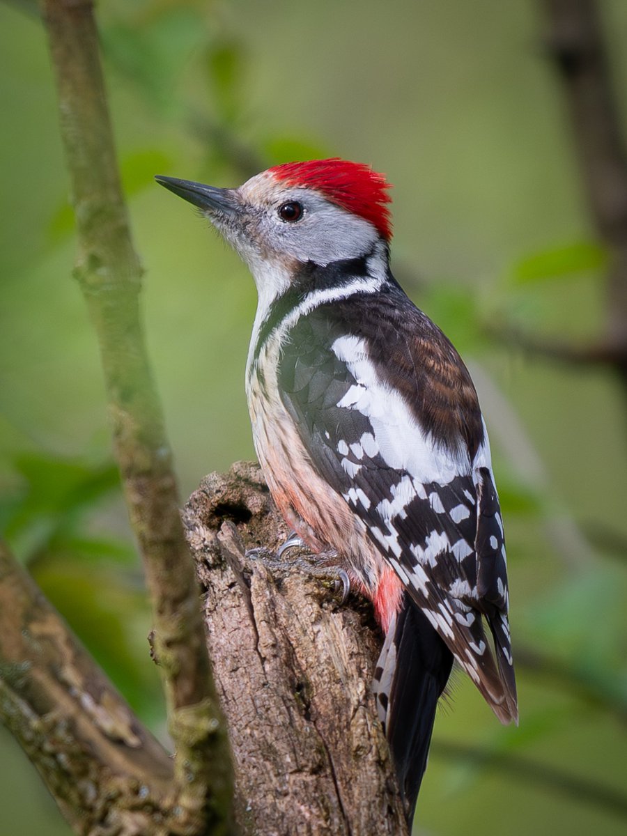 Middle spotted woodpecker (Mittelspecht) #germany #birdsoftwitter #NaturePhotography