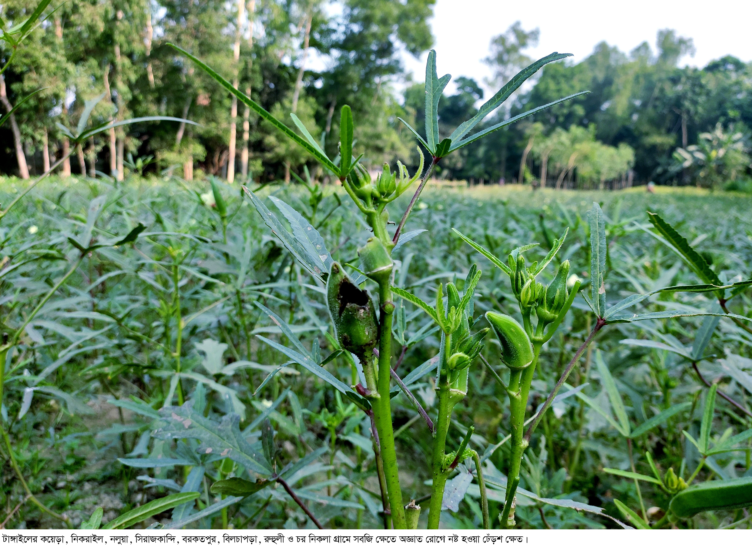 টাঙ্গাইলে সবজি ক্ষেতে পোকার আক্রমণে দিশেহারা কৃষক