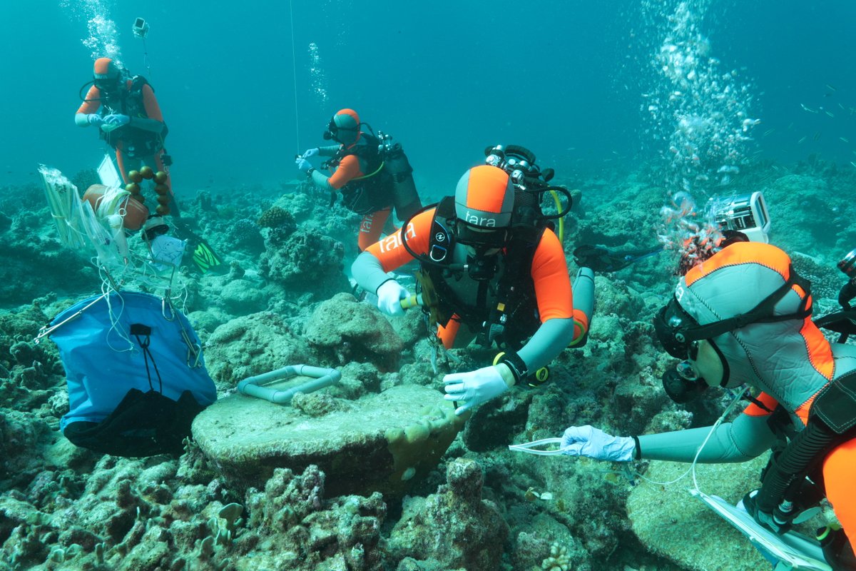 Unveiling Pacific Corals with @TaraOcean_ Coral reefs face a dire threat, but there's still hope 🪸 The Tara shooner embarked on a groundbreaking mission to study Pacific corals & their resilience. Discover their findings in our latest magazine (p.58) bit.ly/3Uvib35