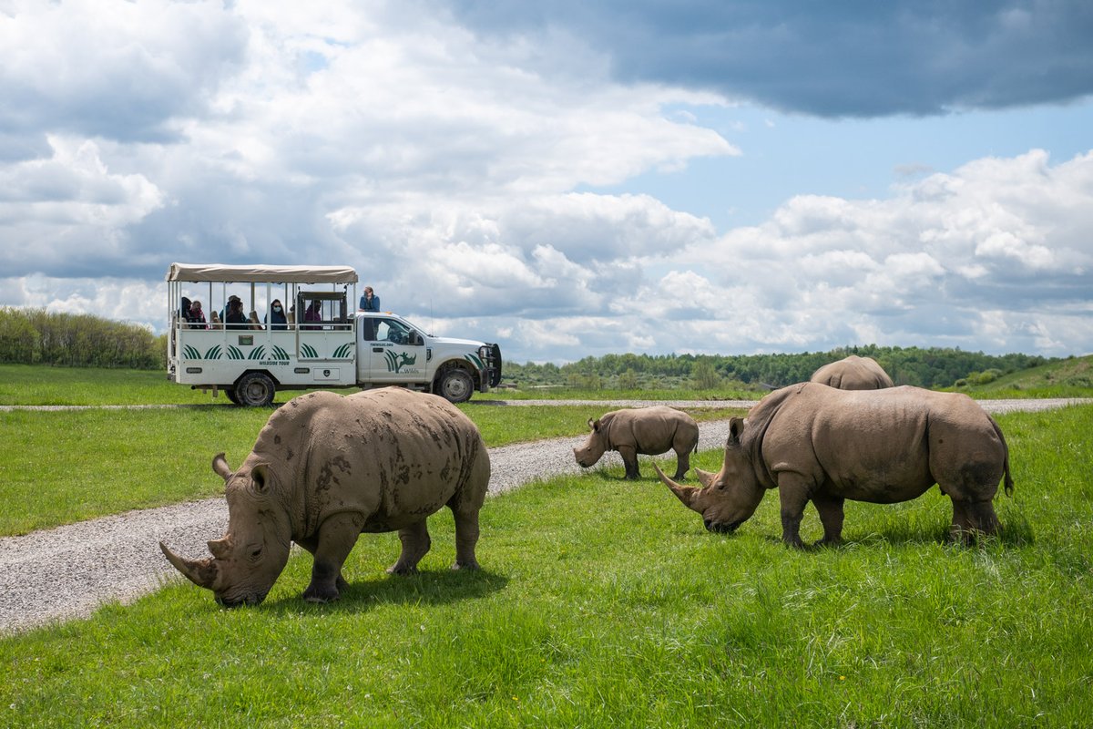 Beginning today, May 1, 2024, @thewilds is open for the summer season! During your upcoming visit, look for the babies born in March and April…there are several of them, including additions to the greater one-horned and southern white rhino families. thewilds.org/tours-wilds