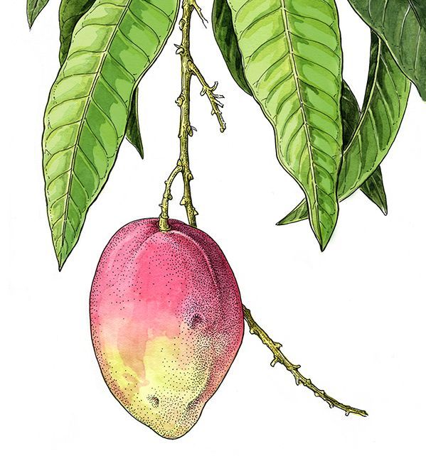 In-person course at the Denver Botanic Gardens: GNSI member Marjorie Leggitt will host a workshop on Tropical Fruits & Flowers in Ink & Watercolor on Tues, May 14 - June 11, 9:30a-12:30p catalog.botanicgardens.org/Selection.aspx… Fee: $315 DBG member, $375 non-mem Prereq: Pencil 1, Color Mixing