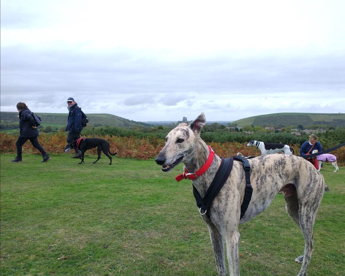 May is #NationalWalkingMonth! Joining a sighthound social walk not only gives you exercise, but you'll meet like-minded people and their gorgeous dogs. Why not arrange a sighthound social walk in your area? Register to be a volunteer here: ow.ly/zkaf50RbkXr