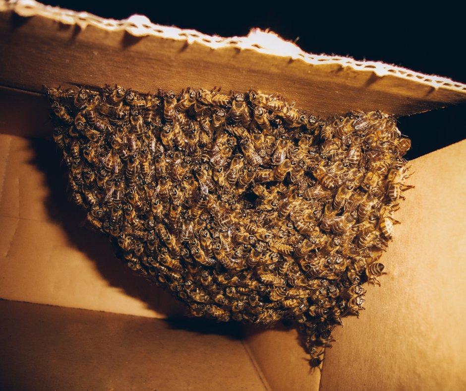 If you find a feral 🐝 swarm in your area, visit our 🌐 website! FDACS maintains a spreadsheet of registered beekeepers & certified pest control operators that perform removal or eradication services. For more information, visit our website: bit.ly/HBRemovalList