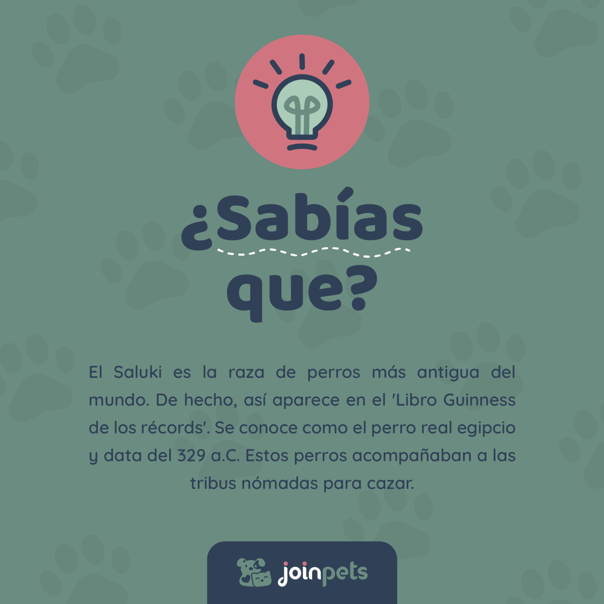 🤔 ¿Sabías que el Saluki es la raza de perros más antigua del mundo? 🐶

.
.
.
.
#fypシ #fypage #fyp #parati #ecuador #perros #amantesdeperros #cachorro #mascotas #mascotasfelices #curiosidades #sabiasque #curiosidadesdeperros #doglovers #petlovers