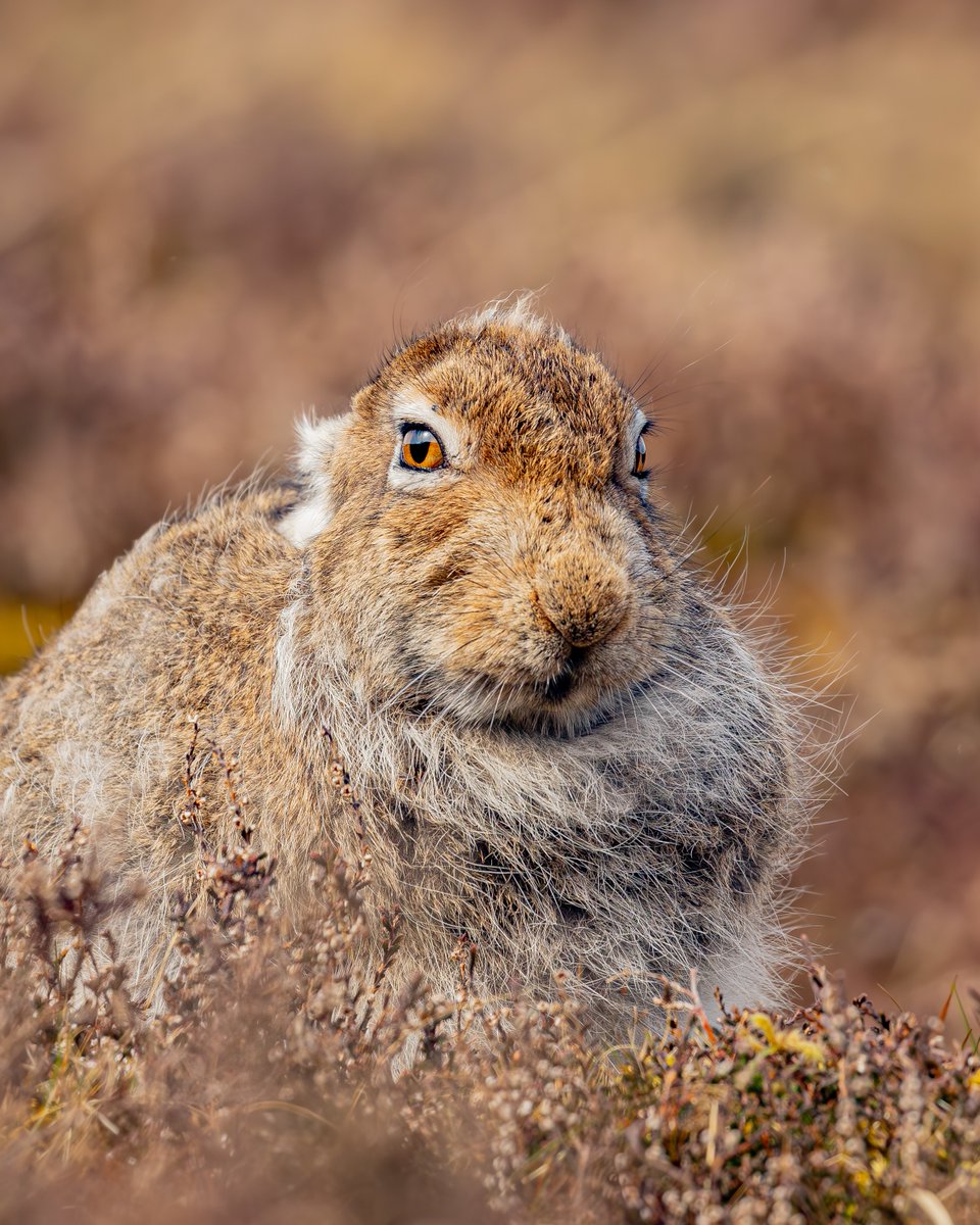 With compact bodies and smaller ears than Brown Hares, #MountainHares look like rabbits at first glance. Their small ears are suited for life on the wind-beaten hills as they lose heat at a slower rate. In spring their fur turns grey-brown to provide camouflage among the heather.