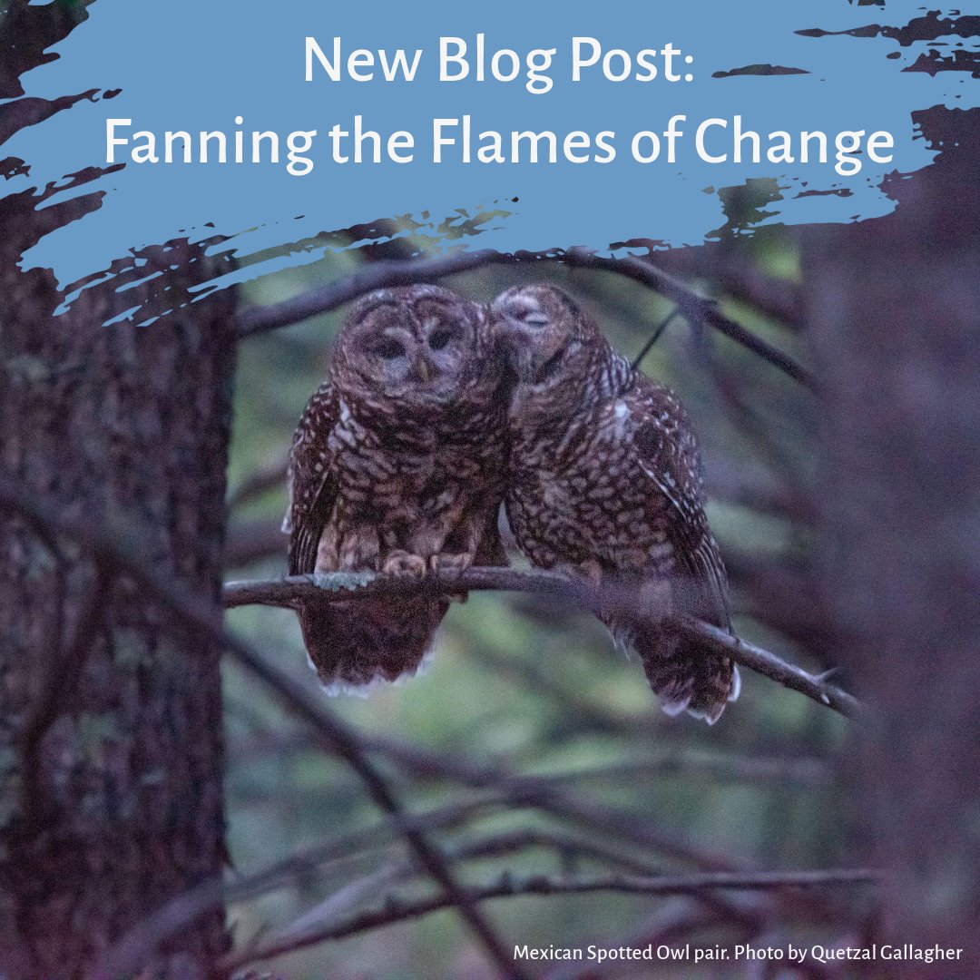 New Blog Post! In this blog our Research Director, Chris discusses a new, collaborative study from <a href="/usfs_rmrs/">Rocky Mountain Research Station</a>,  <a href="/USFWS/">U.S. Fish and Wildlife Service</a>, and <a href="/ForestServiceSW/">USDA Forest Service, SW</a> that came out last week about the change in fire regimes and the effects of mega fires on Mexican Spotted Owls. birdconservancy.org/fanning-the-fl…