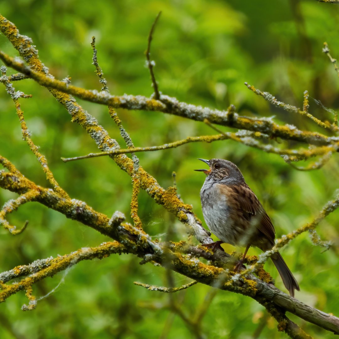 WILDLIFE WEDNESDAYS Early riser? Join us for an international dawn chorus day walk at Rooksbury Mill Local Nature Reserve this Sunday 5 May and celebrate natures symphony. 🐦Meet in the car park at 4:45am. #Environment