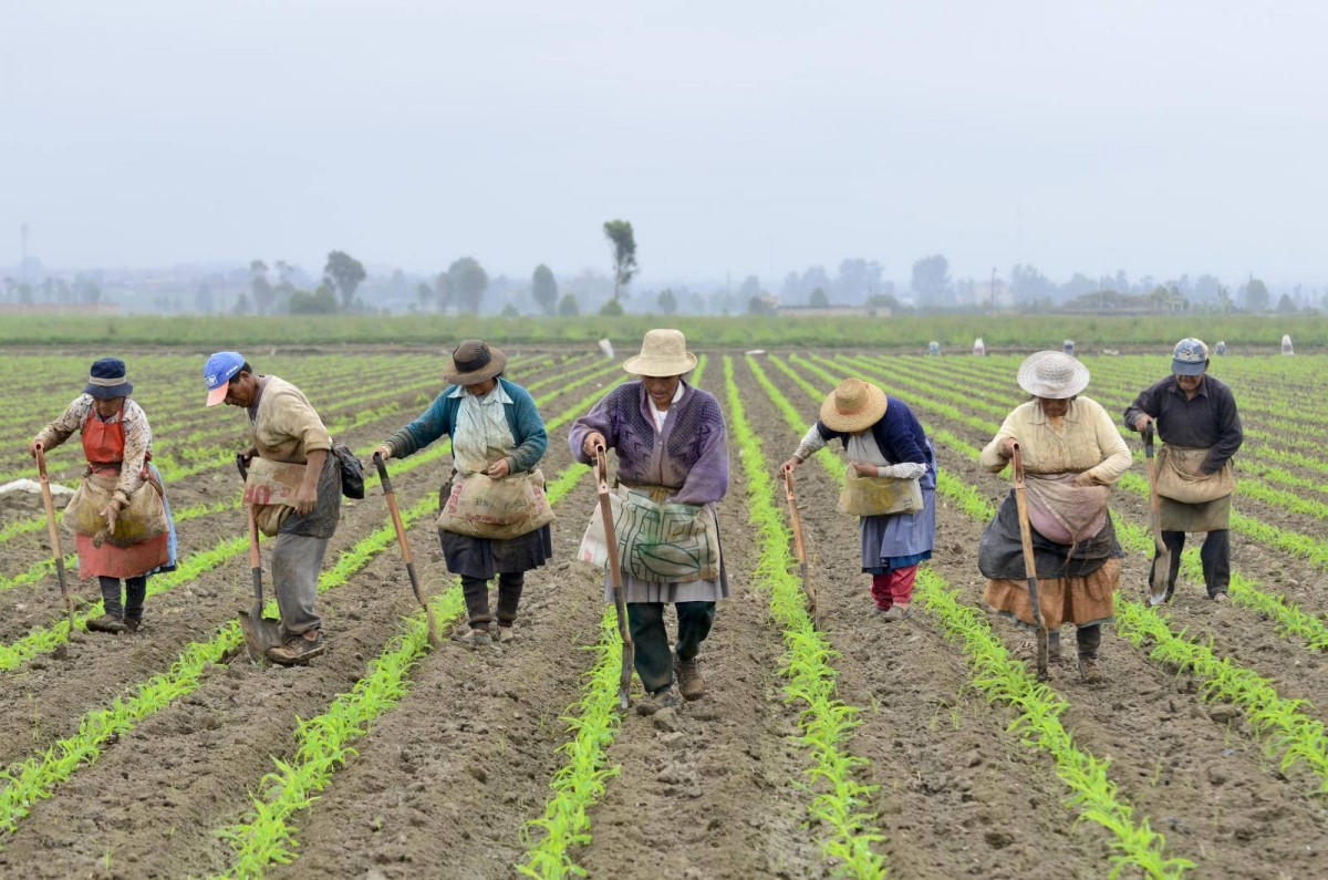 En el #DíadelTrabajo, reconocemos el arduo trabajo y la dedicación de los agricultores que son la columna vertebral de nuestra alimentación. 

Su labor nutre comunidades y naciones, impulsando la sostenibilidad. ¡Gracias a todos los agricultores por su incansable labor! #OneCGIAR